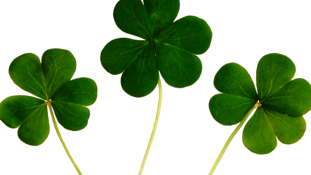 Four leaves clover 