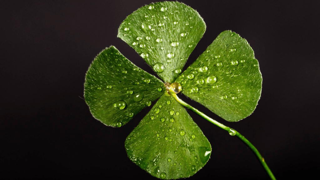 four leaf clover