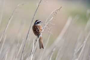 first book in percy jackson series