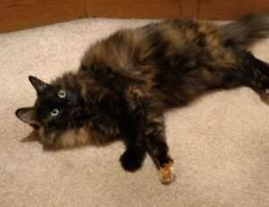 can bigussani cook at home