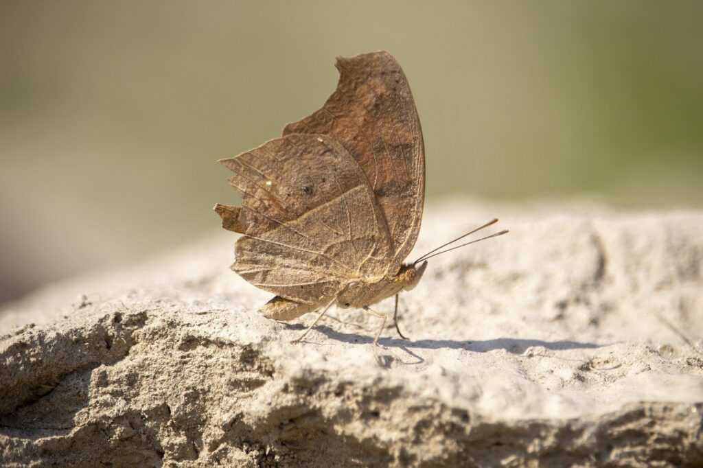 how to use a lamp lwtc148