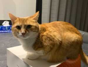 is popguroll popular pc game