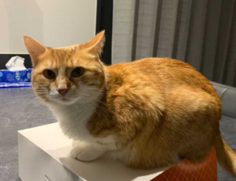 is popguroll popular pc game