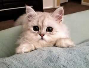 toy whit chemical likzaproz